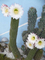 cactus1.JPG