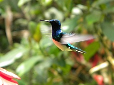 UNILETRAS/colibrI.jpg